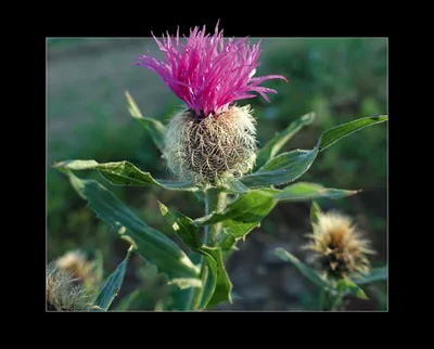Fedrige_Flockenblume
