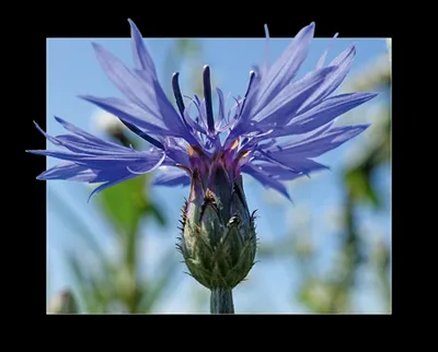 Kornblume