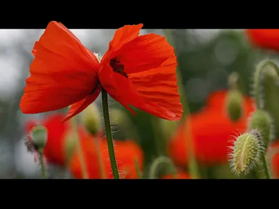 Zwillings-Blüten