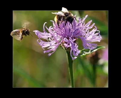 wiesenflockenblume