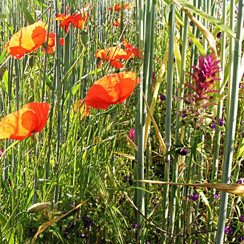 UFA Ackerflora, Segetalpflanzengesellschaft