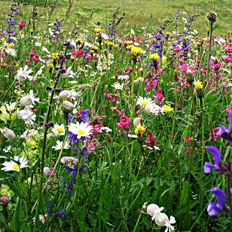 UFA-Bergblumenwiese CH-G