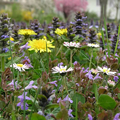 UFA-Blumenrasen CH-G