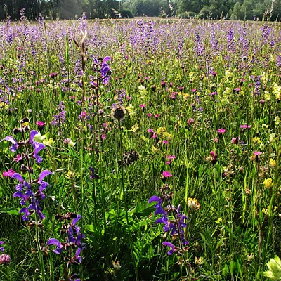 UFA Wildblumenwiese Original CH-i-G