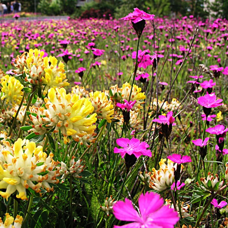 Wildblumen Blumenwiesen wildstauden