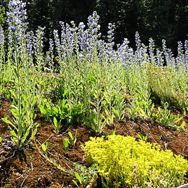 Wildblumen Blumenwiesen wildstauden