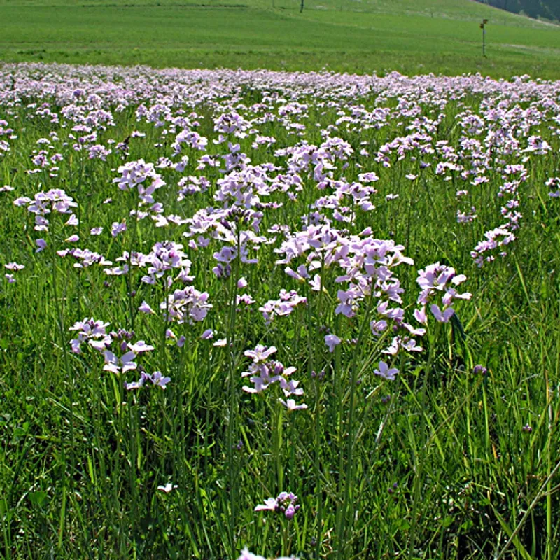 UFA-Humida