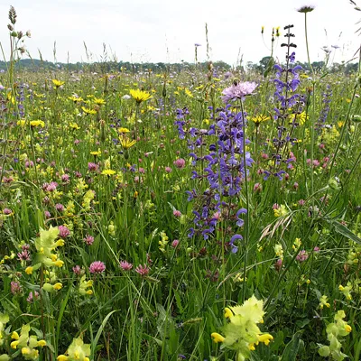 UFA Wildblumenwiese Original CH-i-G