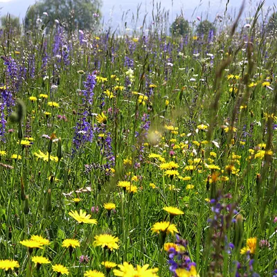 UFA Wildblumenwiese CH-G