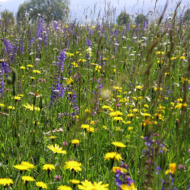 UFA Wildblumenwiese CH-G
