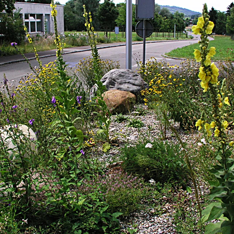 UFA Ruderalflora