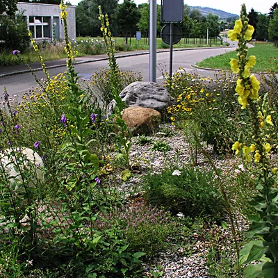 UFA Ruderalflora