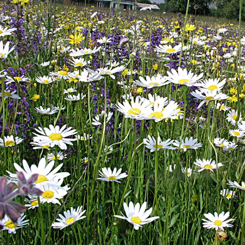 UFA Wildblumenwiese feucht CH-G