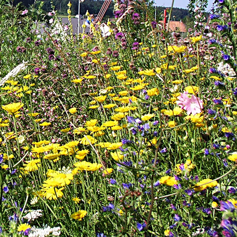 Wildblumen Blumenwiesen wildstauden