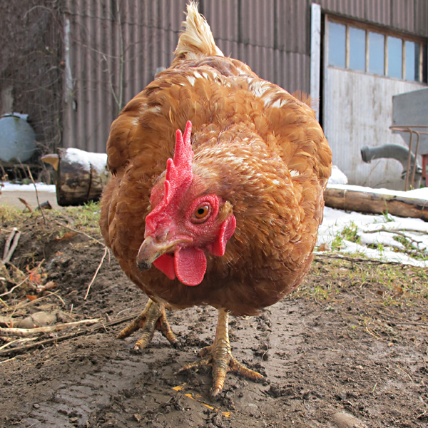 Huhn von vorne — Lolita